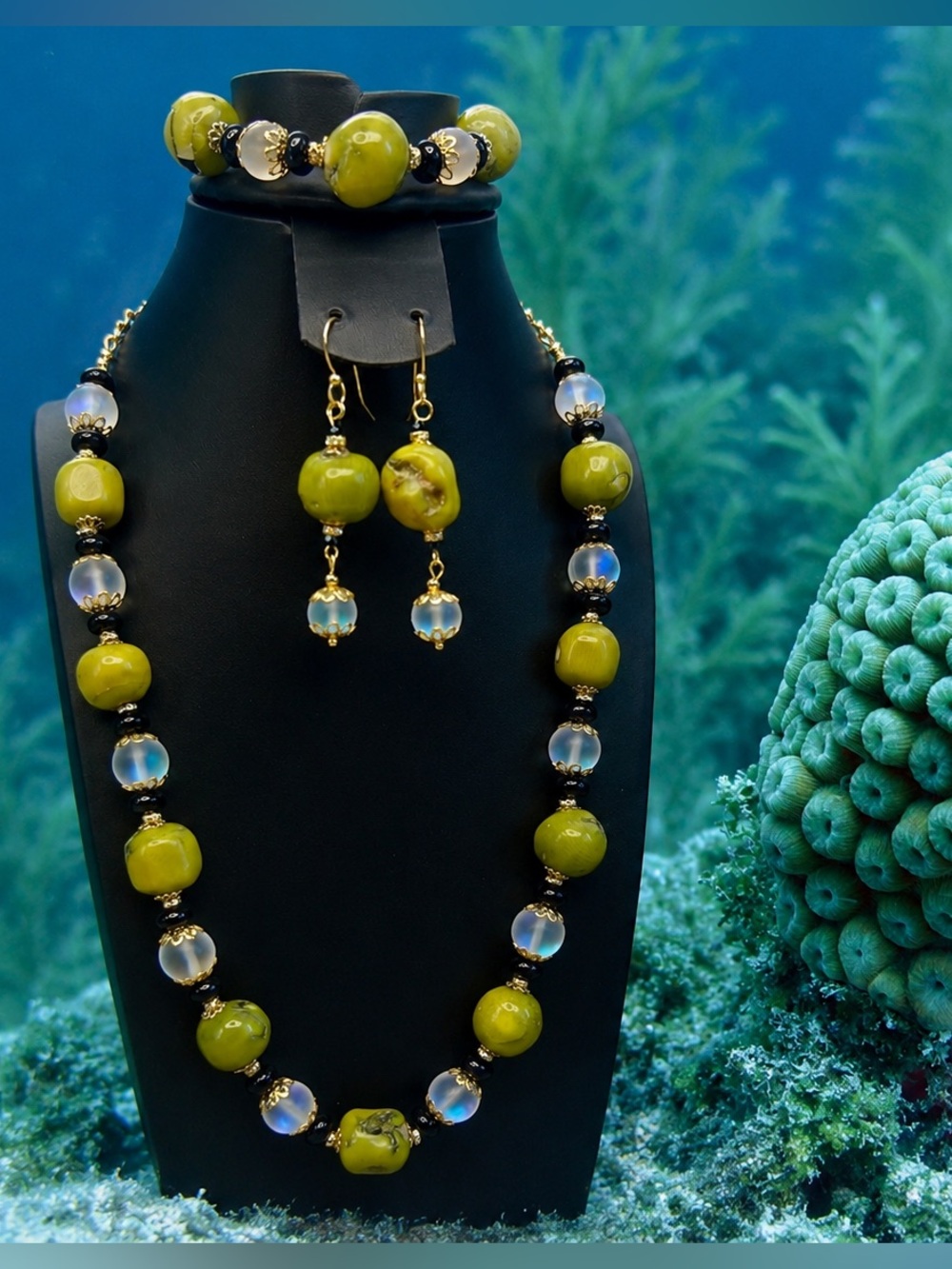 RARE! Montastraea Cavernosa aka Grate Star Coral from the Caribbean Ocean